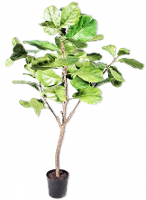 Ficus Groen   152cm