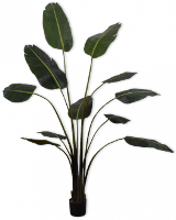 Strelitzia Groen   183cm