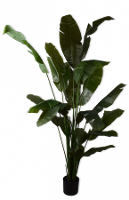 Strelitzia Groen    200cm