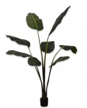Strelitzia Groen   152cm